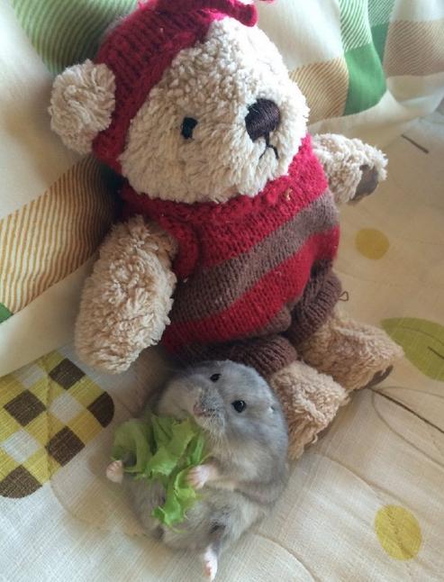 狗偷吃鸡爪糊弄主人,狗狗偷吃鸡爪完整视频