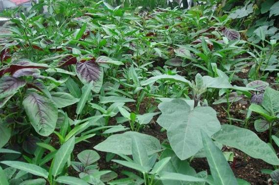 ​六大诀窍分享，盛夏时节巧防信鸽肠道疾病！