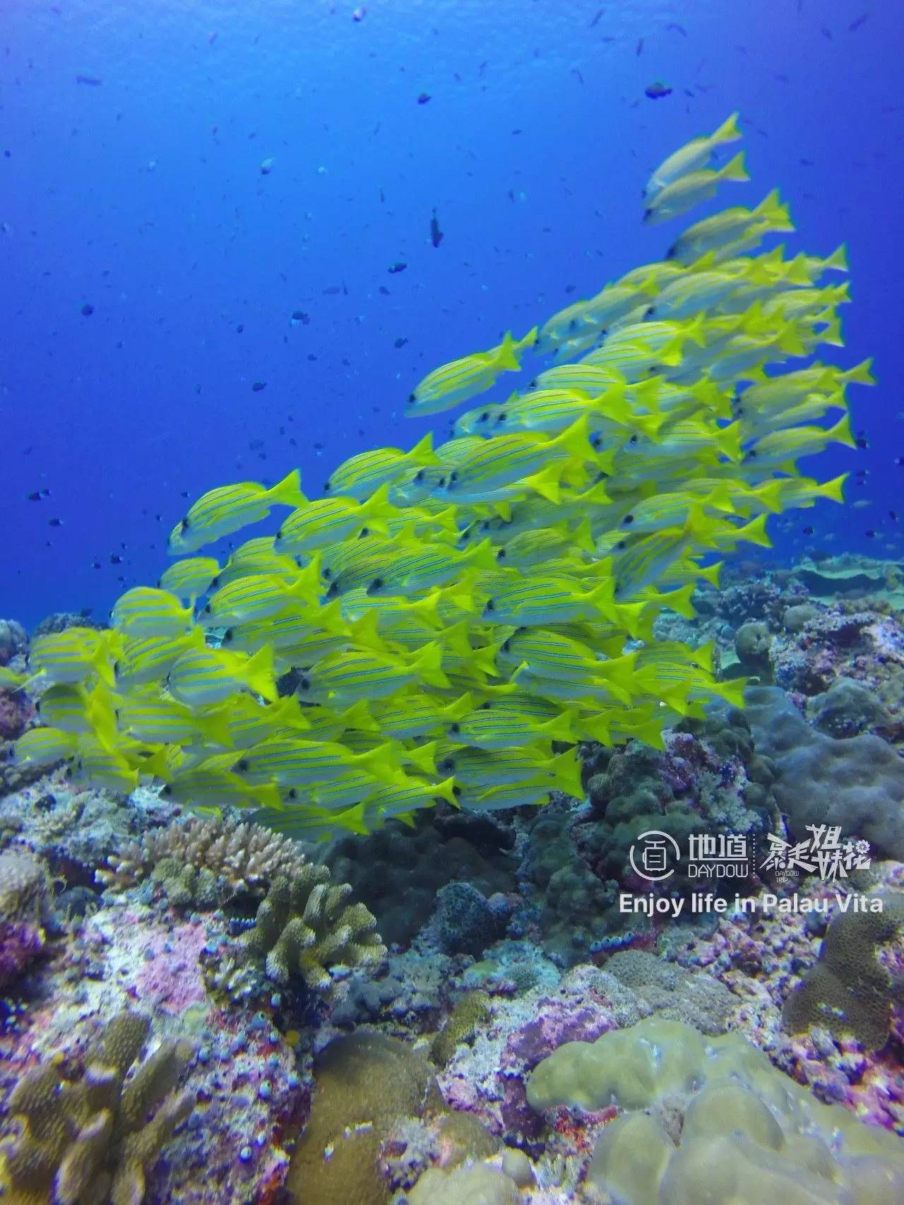 帕劳怎么玩,帕劳要准备什么