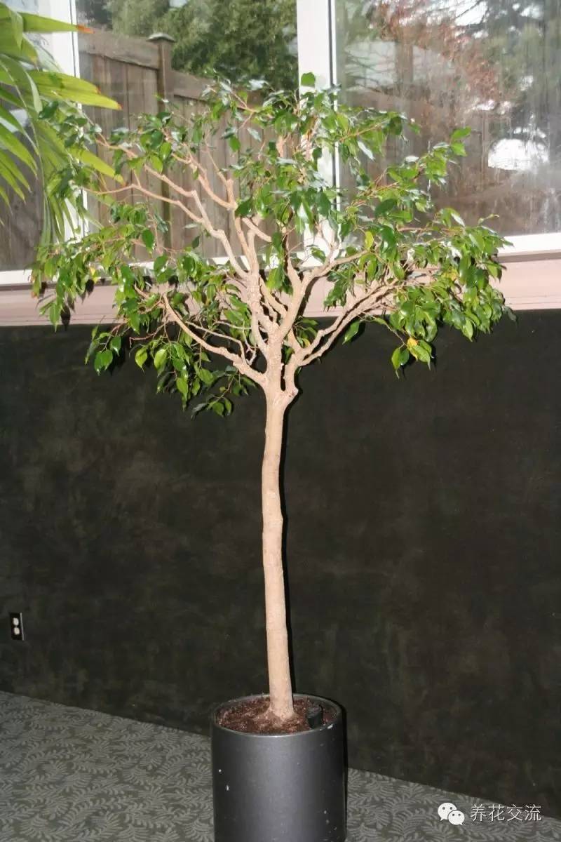 家庭的所有榕树盆栽,家庭养的榕树有什么品种