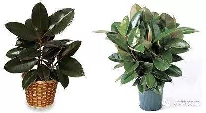 家庭的所有榕树盆栽,家庭养的榕树有什么品种