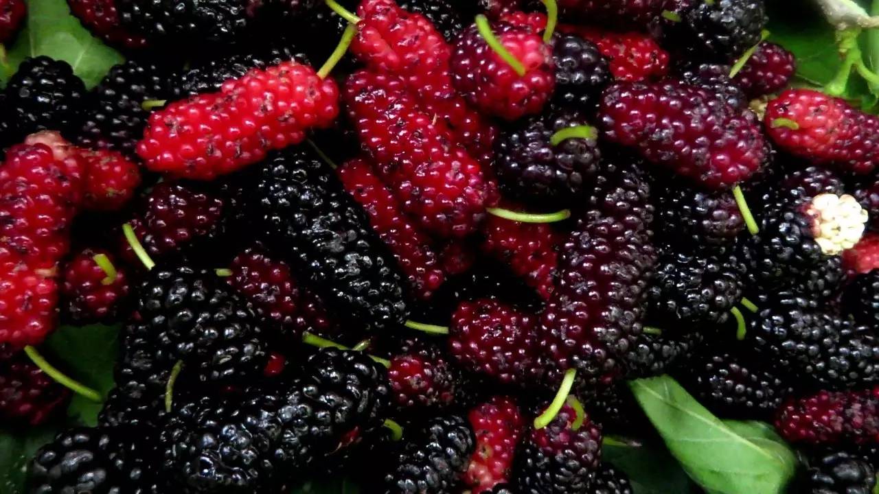 树莓、覆盆子、蔓越莓、黑莓，这些咖啡里的风味原型，你分得清楚