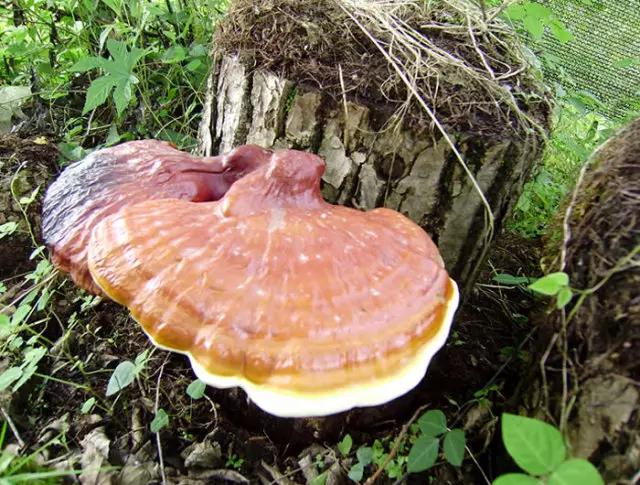 灵芝孢子粉对头晕有效吗,头晕眩晕吃灵芝孢子粉可以吗