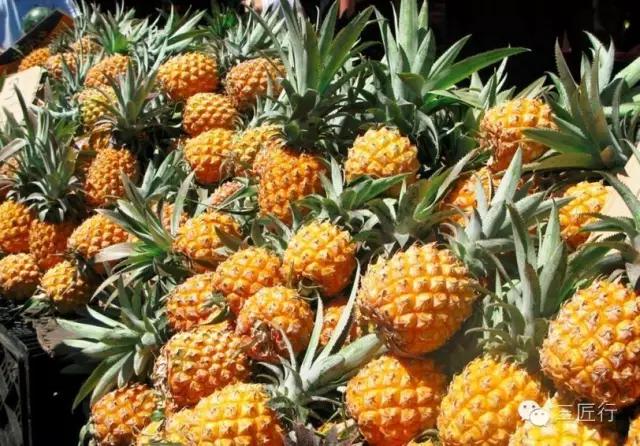 怎么分别凤梨和菠萝,凤梨和菠萝是同一个品种吗