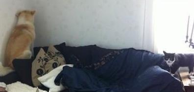 狗狗为什么如此热衷于拆家,拆家的狗狗该不该打