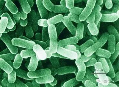 水产益生菌排行榜第一名,水产益生菌十大排名