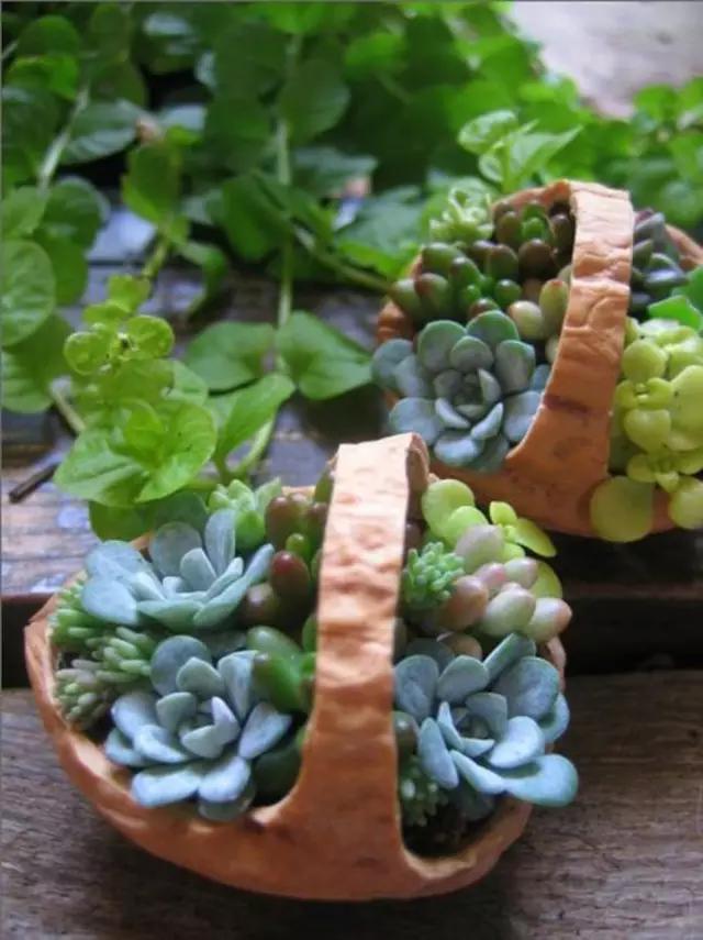 多肉长残了怎么补救,荔湾区多肉