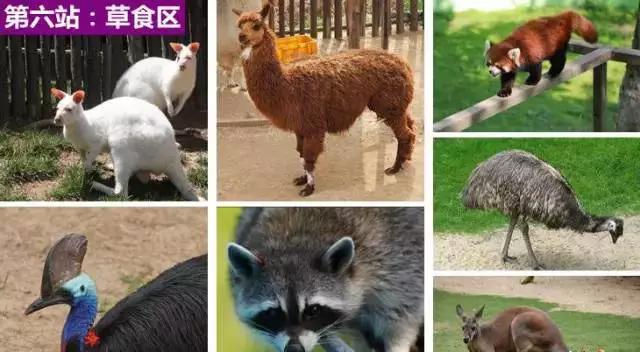 山东青岛威海长岛旅游攻略,青岛烟台威海蓬莱长岛8日游攻略