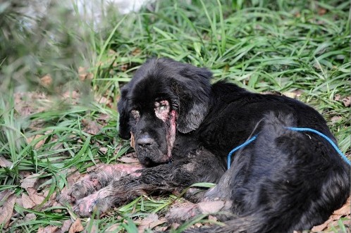 苦等主人的藏獒视频,苦等主人藏獒完整版