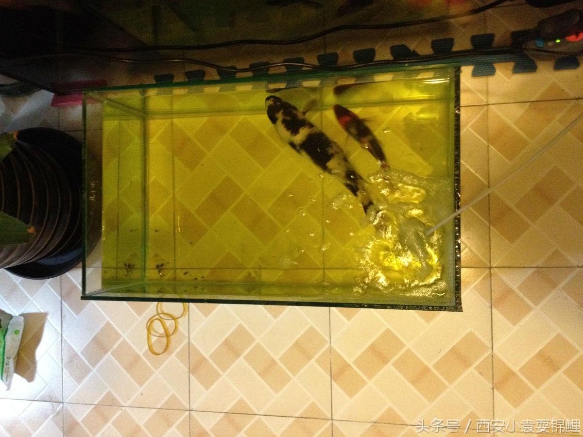 锦鲤黄粉的使用方法,西安小袁的最新视频