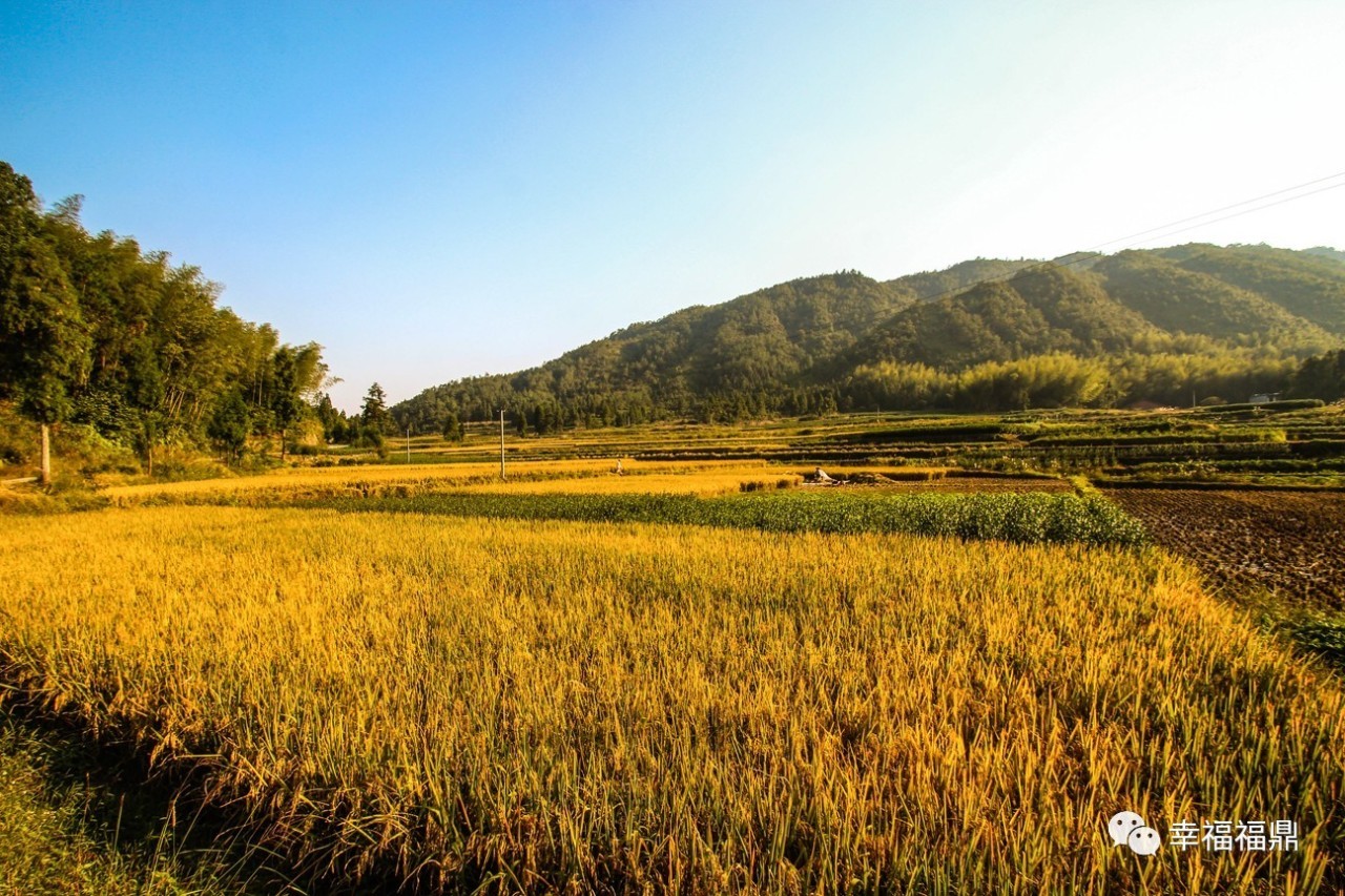 秘境杨梅,安吉杨梅溪