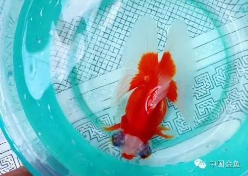 龙眼金鱼和蝶尾金鱼有什么区别,大尾金鱼品种图谱大全