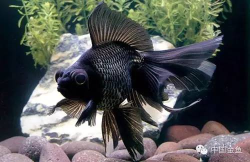 龙眼金鱼和蝶尾金鱼有什么区别,大尾金鱼品种图谱大全