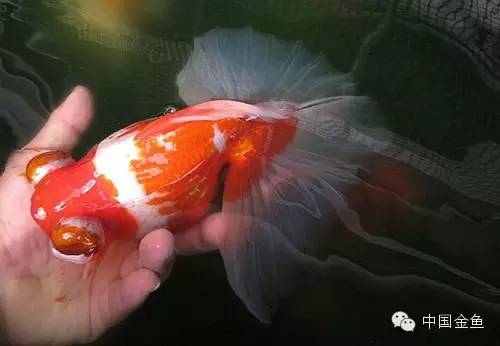 龙眼金鱼和蝶尾金鱼有什么区别,大尾金鱼品种图谱大全