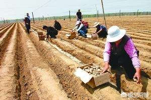 生姜种植技术怎样选择姜种,生姜种植技术怎样种植生姜