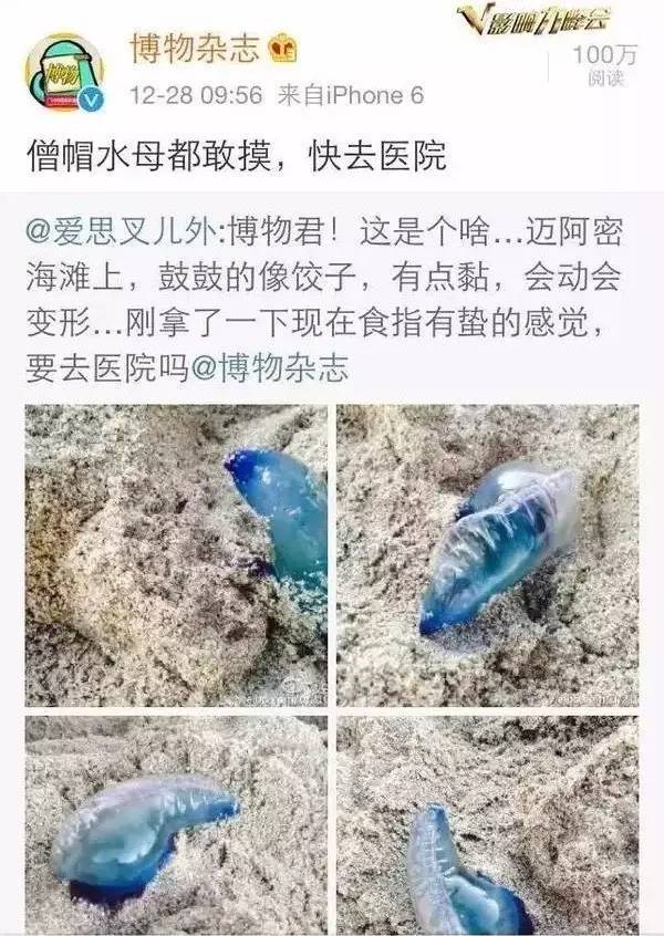 一海滩惊现毒水母,剧毒水母被蛰了
