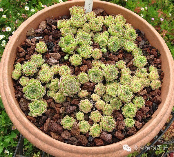 韩国精美多肉,欧美风多肉