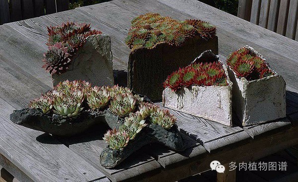 韩国精美多肉,欧美风多肉