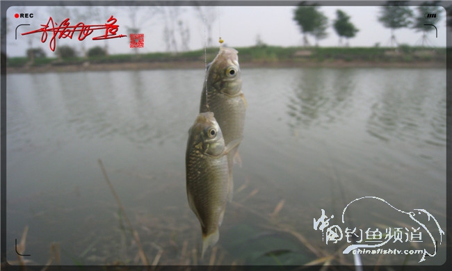 马踏湖国家湿地公园远足,马踏湖国家湿地公园游览路线