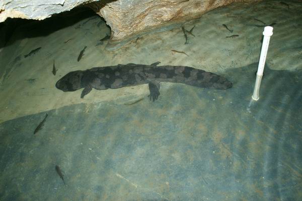 钓友钓起一条5米长的巨鲤,水库钓到10斤重娃娃鱼