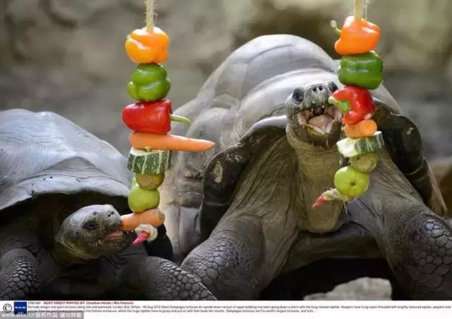 孩子喜欢的动物园,孩子喜欢的动物你绝对想不到