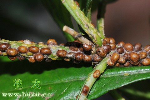 幸福树病虫害处理方法,幸福树常见的病虫害