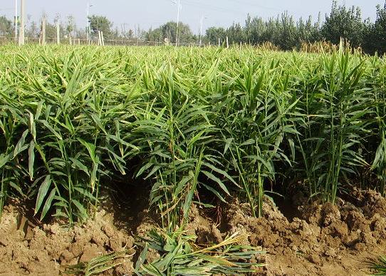 熬中药忘了放生姜引子怎么办,熬中药放大枣和生姜的原因