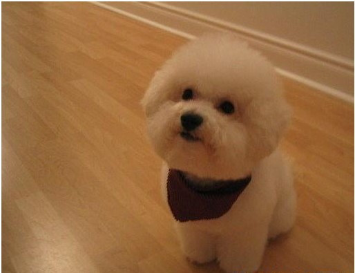 宠物兽医怎么选,兽医教你养贵宾