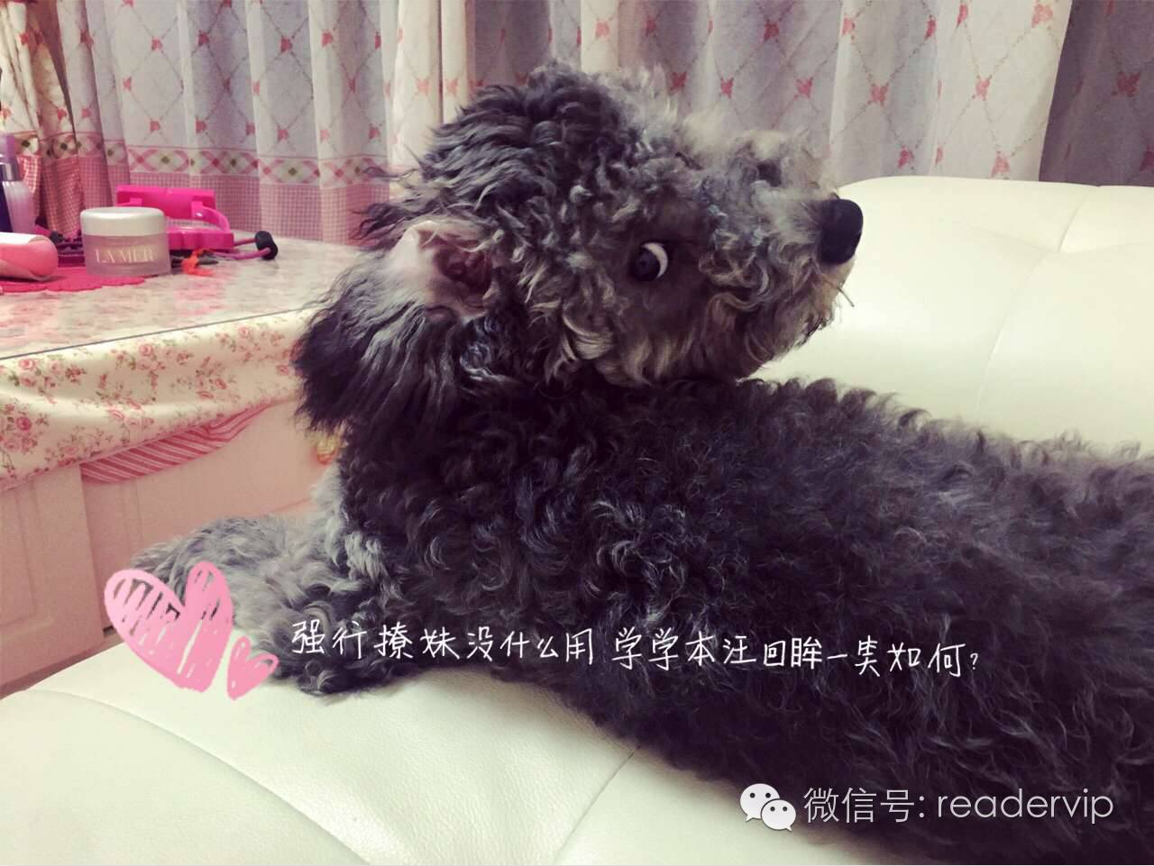 教做狗粮,最安全最健康的狗粮制作方法