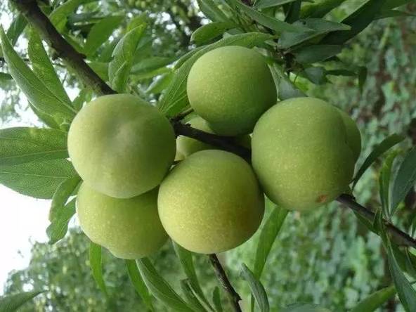 餐桌物种日历|7月13日欧洲李