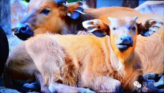 花两万块买电视值吗？索尼65X9300D电视败家记