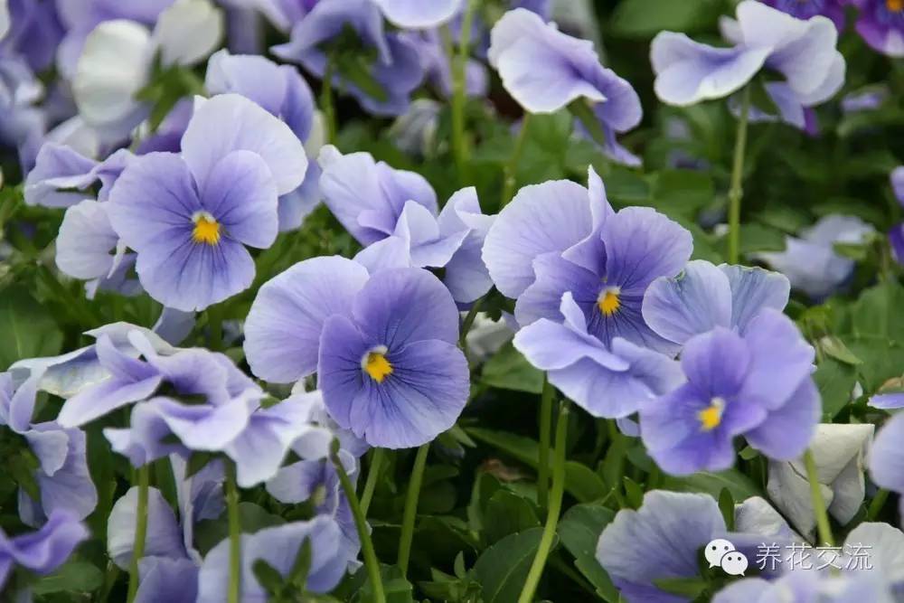 20种一二年生花卉,22种花朵