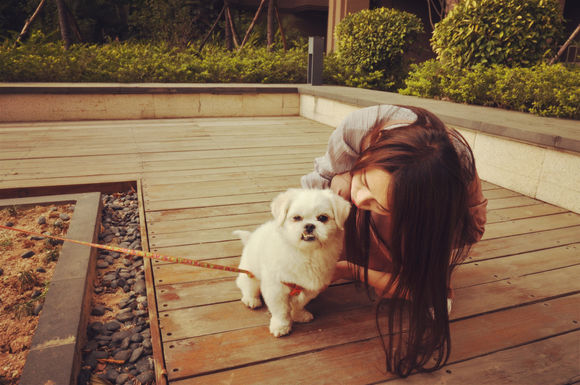 拯救狗狗不被蜜蜂蜇,拯救狗狗原版