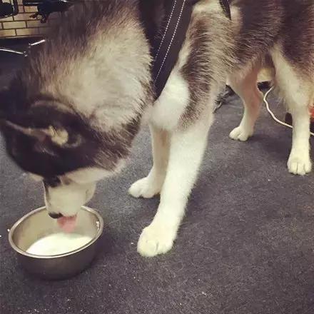 肿么办,就是超爱喝这款山羊奶粉拦都拦不住!