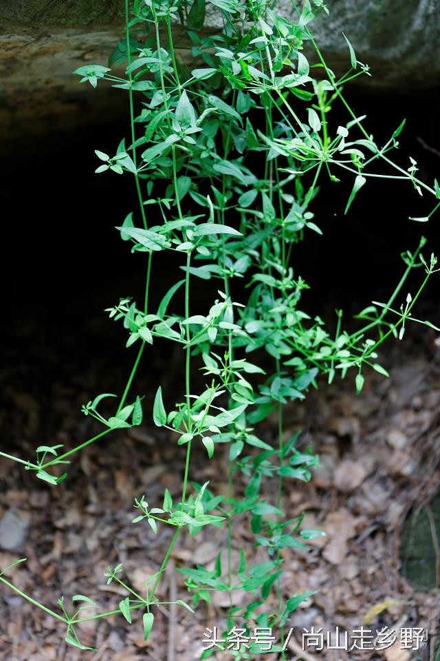 它是地之血，却还能止血，并且是历史悠久的植物染料！