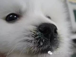 新手养狗在家如何治疗,新手养狗狗狗得了犬瘟热怎么办