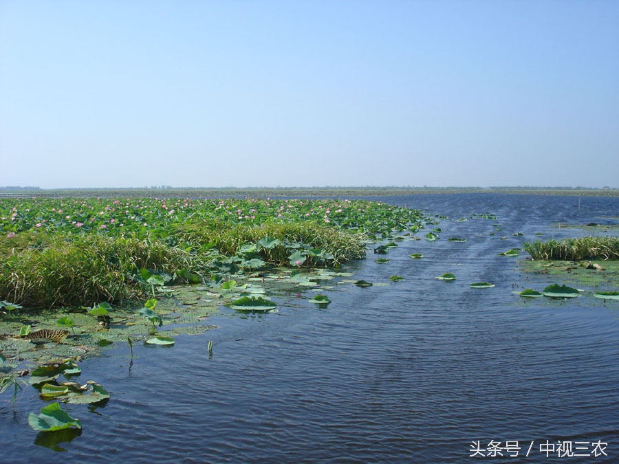 大暑俗语藏有天气预报,大暑节气养生知识有哪些