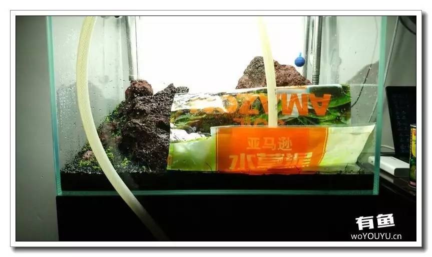 新手小白原生缸开缸教程,鱼缸怎么用高锰酸钾开缸详细教程