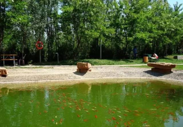 五一可以带孩子去银川吗,银川真的适合带孩子去吗