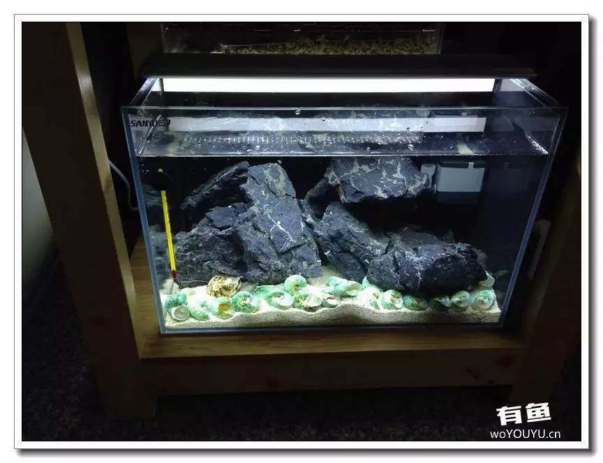 养了一个月的鱼突然大批死亡,斗鱼孵化后小鱼换水团灭