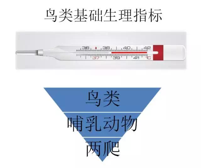 如果小鸟受伤了该怎么救助,野生小鸟受伤了怎么救它的