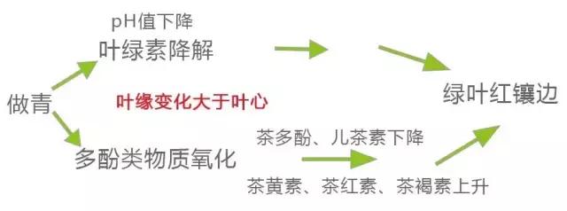 乌龙茶为什么都是大叶,乌龙茶为什么会有绿叶红镶边