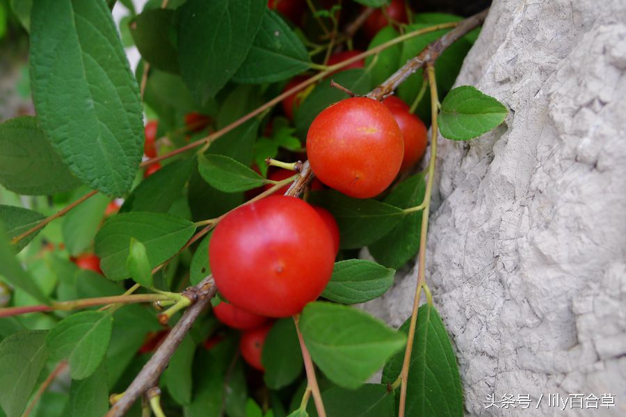 赛樱桃，像李子，摘到了小时候吃的野果儿