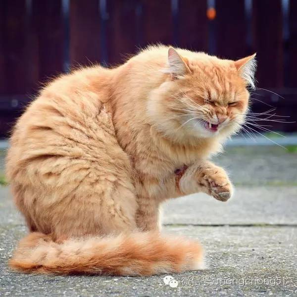 猫咪感冒打喷嚏流鼻水怎么办,猫咪打喷嚏吭哧呼哧怎么回事