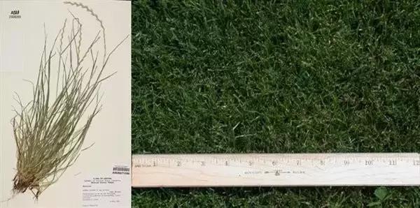 错错错,是草皮的错,可你们是否真的懂呢?