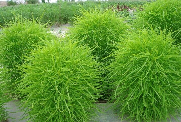 扫帚苗当药用干的还是湿的,扫帚苗中药作用