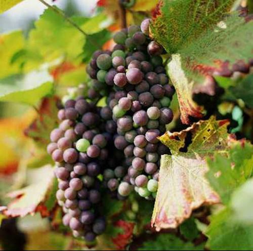 采摘葡萄游玩,最美葡萄园风景