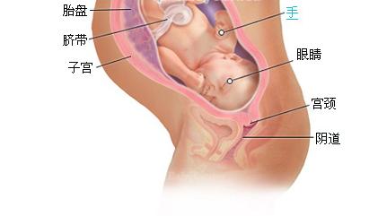37周胎儿发育标准数据,孕二十九周胎儿发育标准