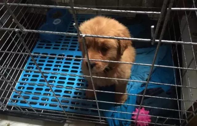 宠物救援机构合肥,宠物救援机构杭州