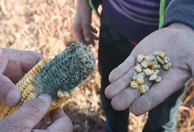 田地种的大果甜瓜,农场种植的甜瓜有二十多个品种